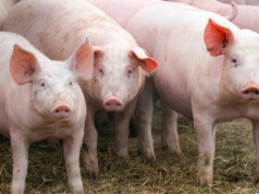 W lutym straciliśmy kolejnych 300 stad świń. Pogłowie na stabilnym poziomie