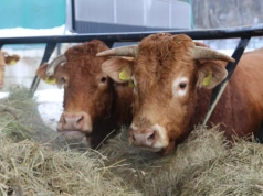 Czy europejska wołowina utrzyma pozycję na rynku światowym?