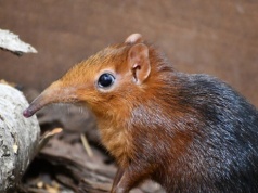 Nie wiedzieli, że urodził się w Polsce. Maluch z trąbą jak słoń
