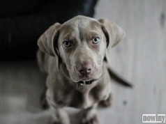 Co naprawdę trafia do misek psów i kotów? Wyniki kontroli karm w sklepach