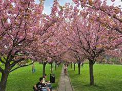 Dlaczego trzeba przesadzić drzewa z wiśniowej alei przy Armii Krajowej?