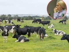 „Mleko po 1,59 zł za litr". Ministerstwo: ceny mogą spaść nawet o 11%