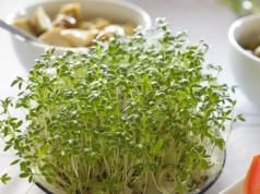 Chcesz, by rzeżucha wyrosła na święta? Posadź ją w tym terminie