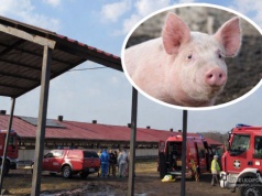 230 świń padło po awarii w gospodarstwie. Doszło do reakcji chemicznej i emisji gazów