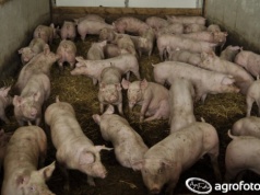 Ceny tuczników rosną. Stawka VEZG aż 1,70 euro