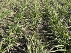 Duet kluczowych mikroelementów dla zbóż. Potrzebne już od wczesnej wiosny