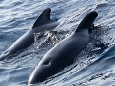 Utknęły na mieliźnie. 21 zwierząt zginęło. "Przyczyny muszą zostać zbadane"