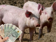 Ceny prosiąt w górę. Nawet 430 zł za sztukę