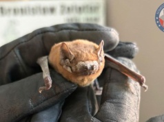 Szczeciński policjant uratował nietoperza