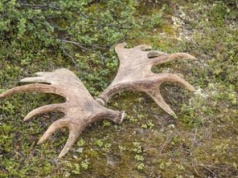 W lasach pojawiło się "leśne złoto". Tyle płacą za kilogram