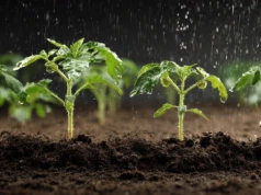 Ogrodnicy robią to zaraz po pikowaniu pomidorów. W tej ziemi rozsada rośnie jak na drożdżach