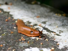 Zrób to na początku wiosny. Ślimaki nie ruszą już młodych roślin