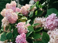 Wsyp do garnka, zagotuj i podlej hortensje. Ten trik najlepiej działa w marcu