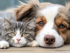 Pies czy kot – każdy musi być oznakowany. Sprawdź nowe przepisy