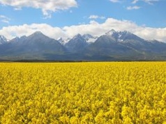 Wojna na Bliskim Wschodzie przyniesie szoki cenowe. "Na rynku jest panika, rolnicy się zachowują jak ludzie uciekający z pożaru"