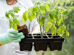 Dodaj do wody przy podlewaniu pomidorów. Rośliny szybciej ruszą z korzeniami