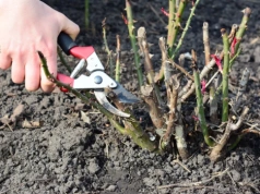 Chwyć sekator już dziś. Róże latem dosłownie utoną w kwiatach