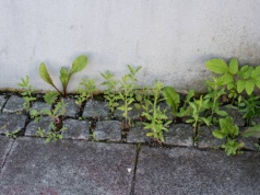 Środek chwastobójczy DIY, który eliminuje chwasty w ciągu kilku godzin. Nie niszczy ogrodu