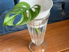 Włóż liść monstery do wody. Jeden szczegół zdecyduje, czy powstanie nowa roślina