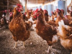 Zbadali kurczęta w Polsce. W sklepie wybieraj tylko to mięso