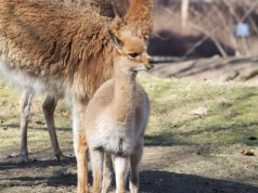 Zoo prosi o pomoc przy wyborze imienia dla młodej wikunii