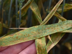 Mrozy nic nie dały. Rdza w zbożach i tak może wrócić