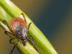 Kleszcze już się pojawiły. Koniecznie zrób to przed spacerem do lasu
