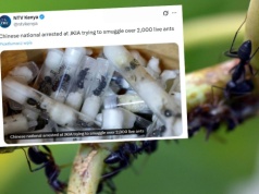 Kenia: służby zatrzymały Chińczyka przemycającego 2000 mrówczych królowych