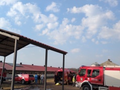 Trujący gaz w chlewni. Padło ponad 200 świń!