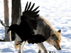 Wilki nie mają żadnych szans. Ten ptak nieoczekiwanie je przechytrzył