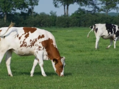 Śledztwo po napadzie na pastwisku trwa. Prokuratura o zarzutach dla podejrzanych