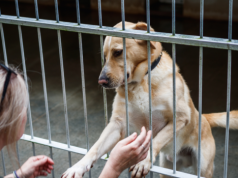 „Becikowe na 4 łapy”: Gmina zapłaci nawet 1500 zł za adopcję psa!