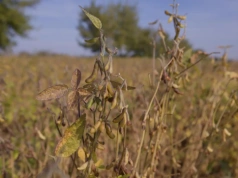 Pasze to 70 proc. kosztów produkcji. Sejm debatował o białku paszowym