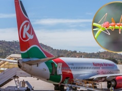 Zatrzymali na lotnisku mężczyznę. Miał w bagażu tysiące mrówek