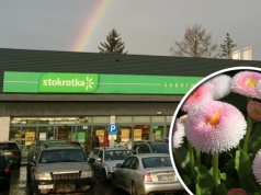 Stokrotka rozdaje ten produkt za grosz. Działkowcy ruszyli do sklepów po wiosenne hity