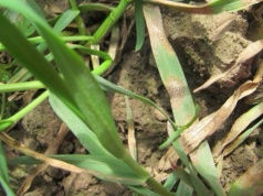 Pierwsze infekcje chorób w oziminach. Pleśń śniegowa i septorioza już na plantacjach