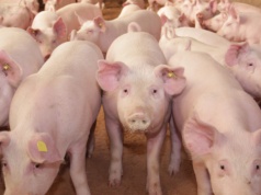 Ceny tuczników wystrzeliły w górę. Podwyżki średnio o 50 groszy