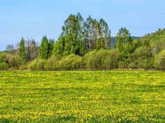 Quiz przyrodniczy na wiosnę. Rozpoznasz charakterystyczną faunę i florę?