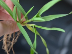 Szoki energetyczne a ceny żywności. Naukowcy sprawdzili, jak energia wpływa na rynek rolny