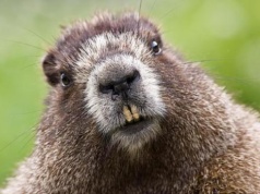 Brytyjskie banknoty bez Churchilla i Szekspira. Zastąpi ich bóbr i jeleń