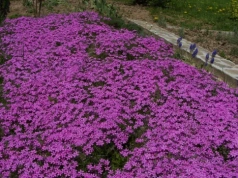 Koniec z pieleniem grządek. Posadź tę roślinę, a chwasty przestaną rosnąć