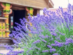 W marcu podsyp tym lawendę. W sezonie jej kolor i zapach cię zachwyci