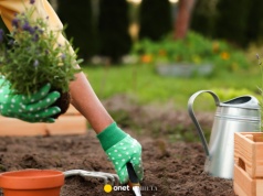 Czym podsypać lawendę w marcu? Eksperci podpowiadają prosty sposób