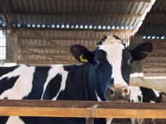 Znaleźli 10 martwych krów wśród żywych, bez stałego dostępu do wody. Właściciel stada wini za ich śmierć... pogodę