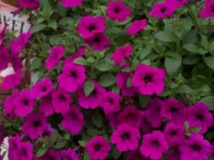 Kwitną znacznie dłużej niż bratki. Ostatnia chwila na wysiew