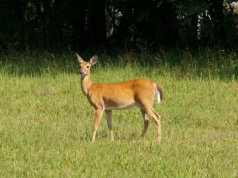 Potrąciła sarnę w drodze do pracy. To, co zrobiła potem, zaskoczyło nawet policję