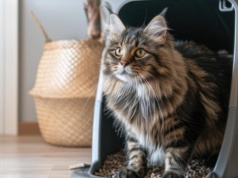 Nowe technologie podbijają domy kociarzy. To koniec z codziennym sprzątaniem kuwety