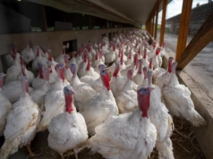 Ponad 110 tys. ptaków do likwidacji. Gdzie pojawiły się nowe ogniska HPAI?