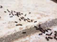 W kuchni masz coś, czego mrówki nie znoszą. Przyda się w ogrodzie