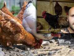 Sprawdził, czy opłaca się hodować własne kury. Policzył, ile kosztuje jajko